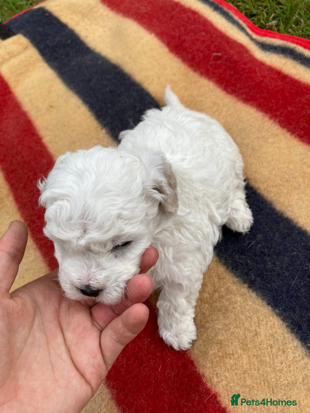 Mixed Breed dogs for sale: Bolonoodle Puppies  - Image 23