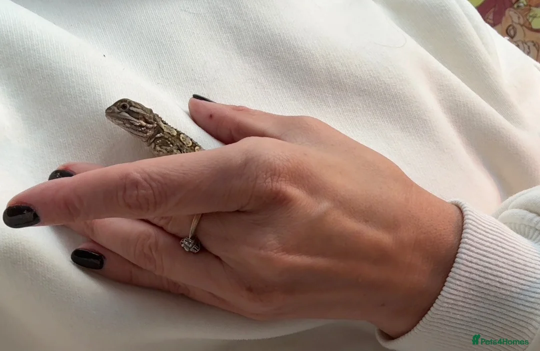 Dragon reptiles for sale: Baby Rankin dragon - Advert 4