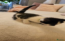 Domestic Shorthair cats for sale: 4 Adorable boys Looking for a Loving Home - Image 12