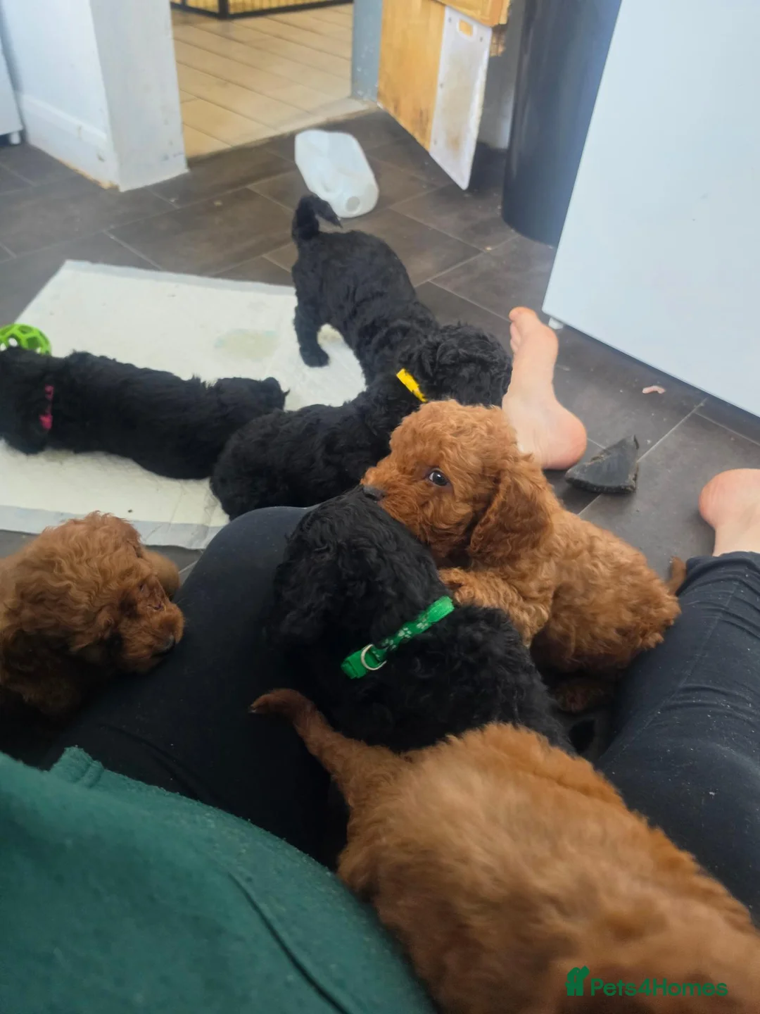 Mixed Breed dogs for sale: F1 - Doxiecocckerpoos ( Dachshund x cockerpoo) in Matlock - Advert 2