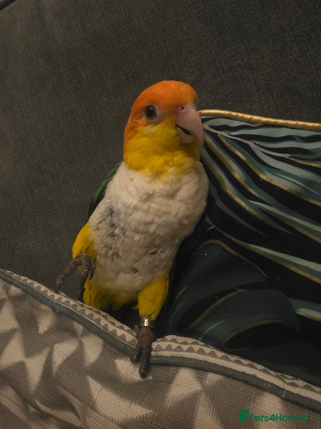 Parrots birds for sale: Male Caique close rung, dna sexed, silly tame - Advert 2