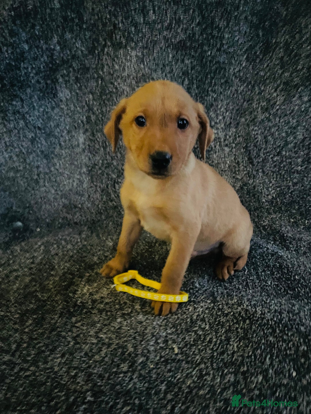 Labrador Retriever dogs for sale: Fox Red KC Reg Labrador Pups - Advert 9