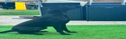 Labrador Retriever dogs for sale: Working Labrador puppies  in Newport - Advert 1