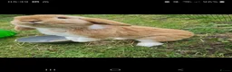 Mini Lop rabbits for sale: Paisley's Bunny Barn  - Advert 9