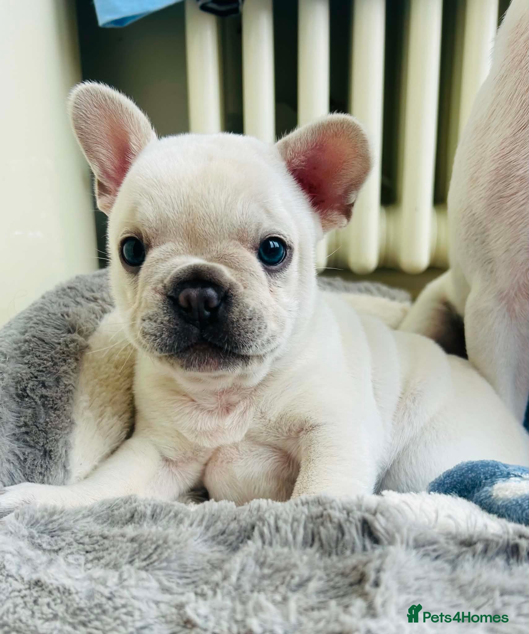 Mixed Breed dogs 3/4 French bulldog - Advert 4