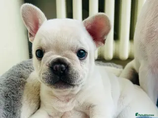 Mixed Breed dogs 3/4 French bulldog - Advert 11