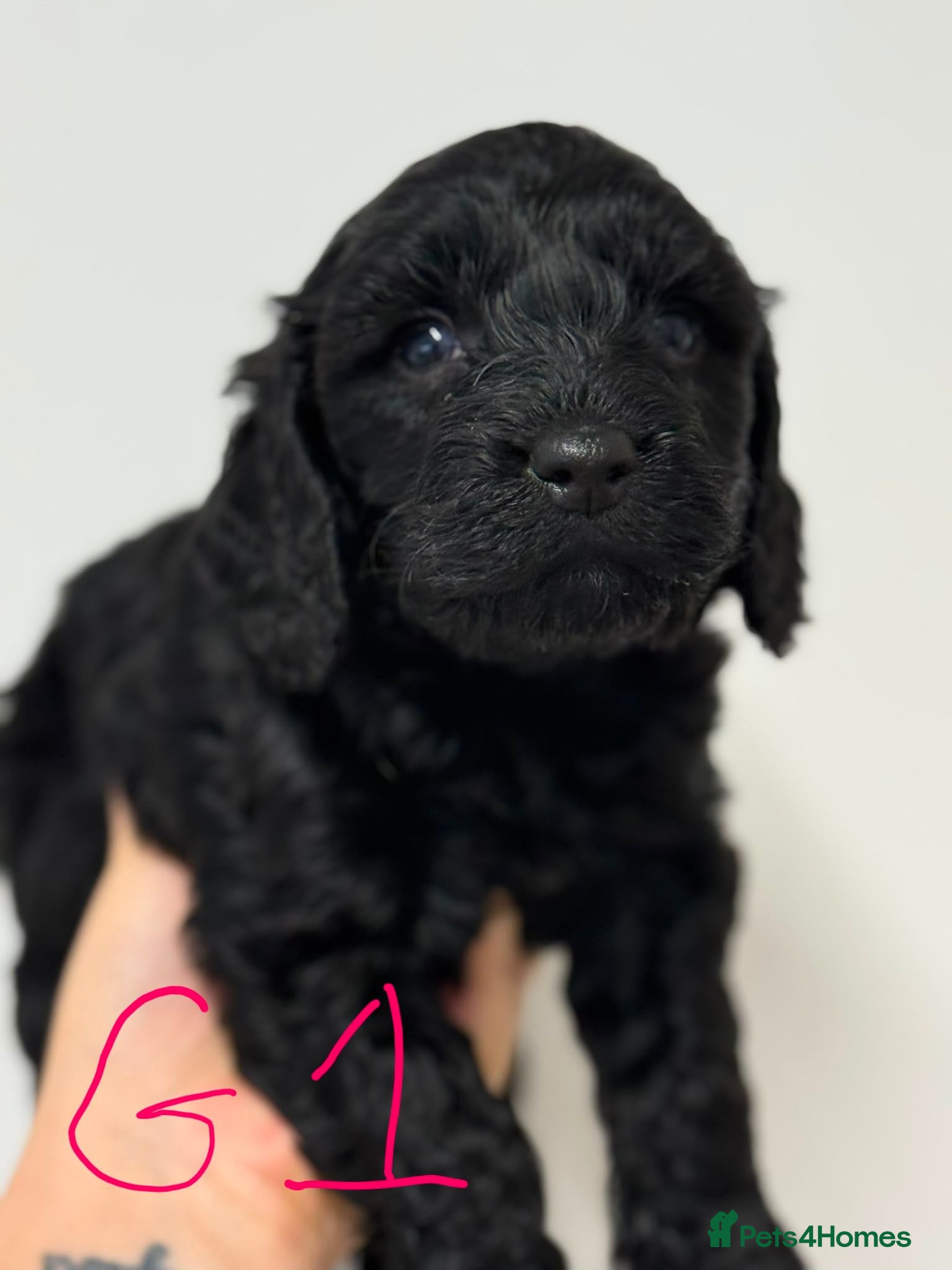 Cockapoo dogs Toy Cockapoos  - Advert 1
