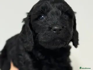 Cockapoo dogs Toy Cockapoos - Advert 1