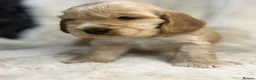 Cocker Spaniel dogs for sale: Beautiful show cocker spaniel pups  - Advert 6