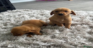 Labrador Retriever dogs - Advert 12