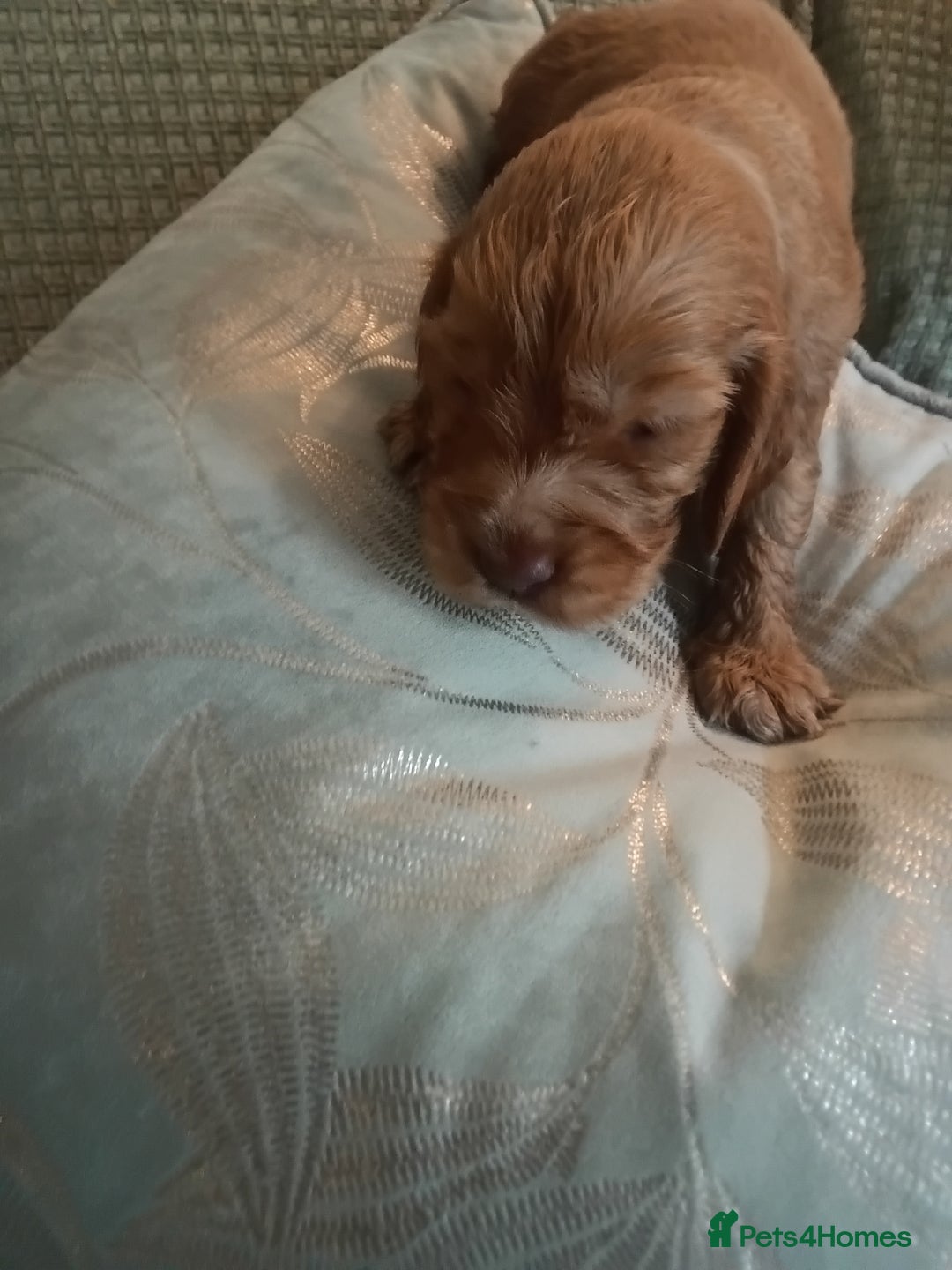 Cocker Spaniel dogs for sale: Show cocker spaniel  - Image 5