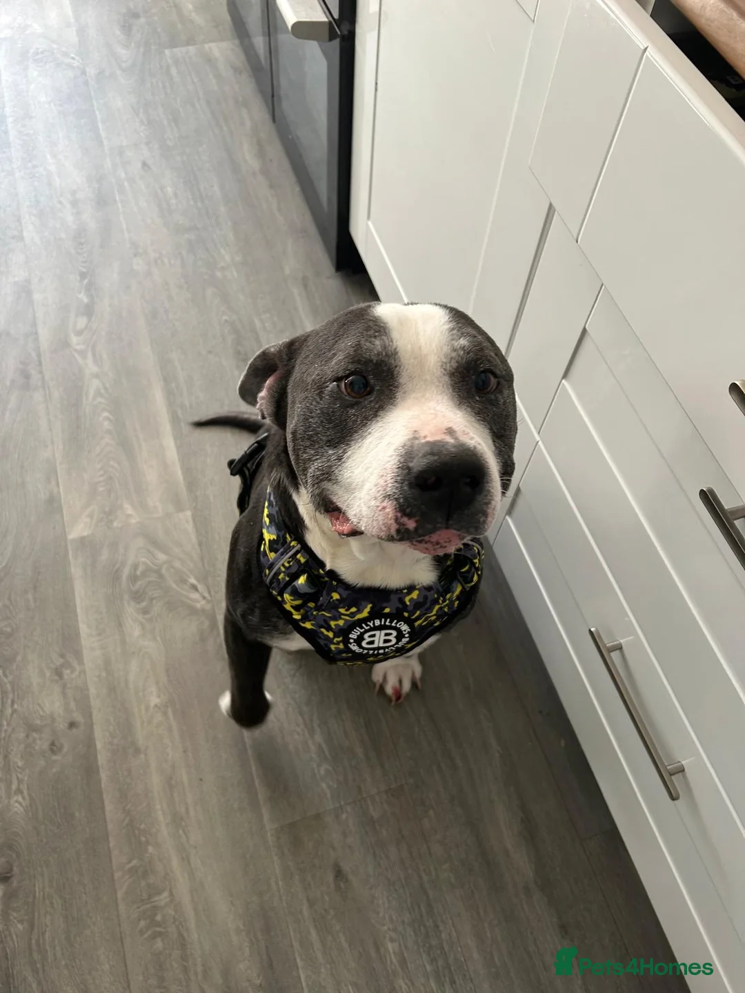 Mixed Breed dogs for sale: Tyson, soft bulldog/boxer in Blackburn - Advert 5