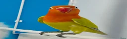 Lovebirds birds for sale: DNA sexed Male Female Lovebirds in Birmingham - Advert 8