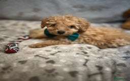 Miniature Poodle dogs for sale: 🐶 Miniature Poodle Puppies! 🐾 - Image 21