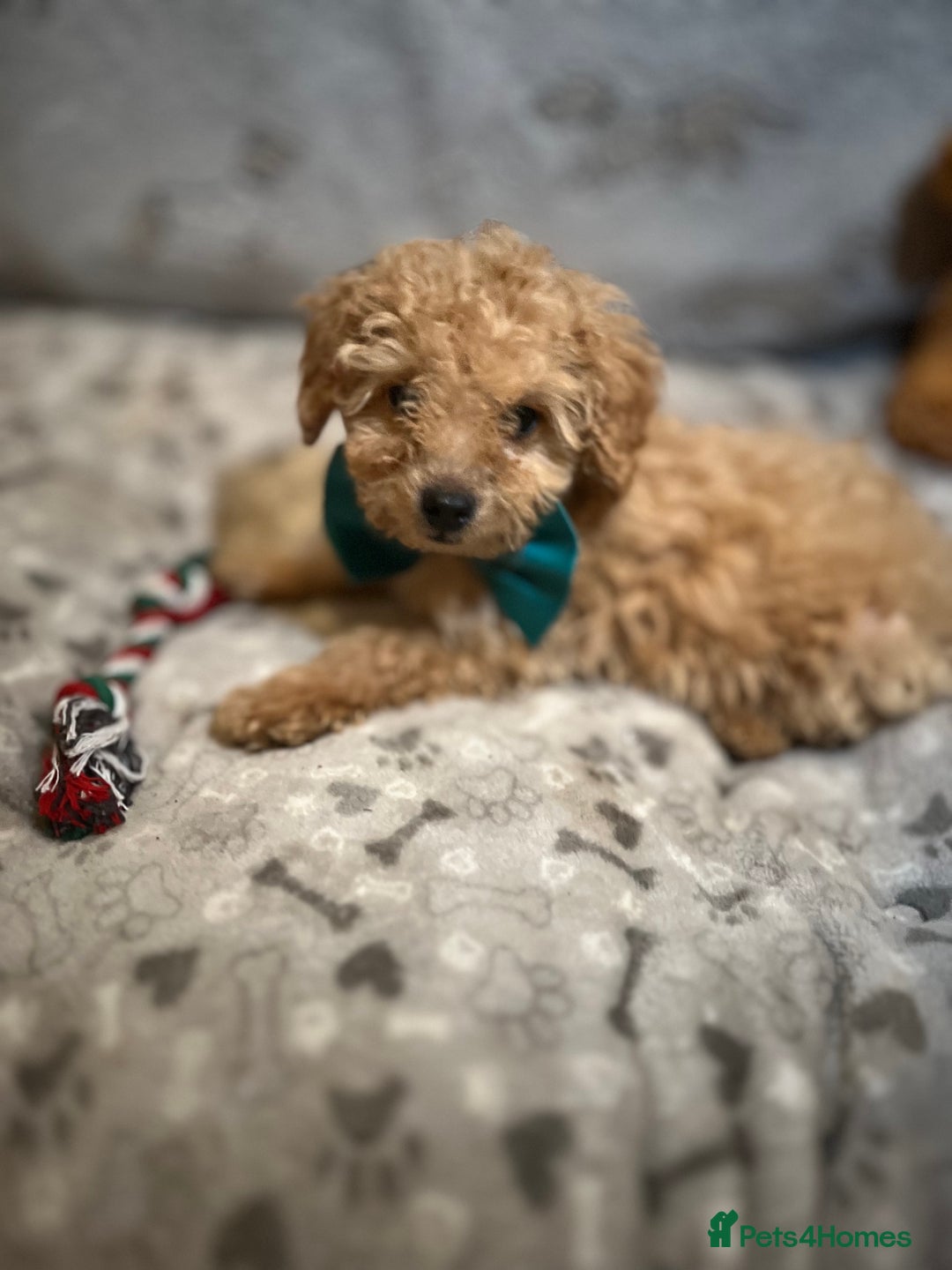Miniature Poodle dogs for sale: 🐶 Miniature Poodle Puppies! 🐾 - Image 21