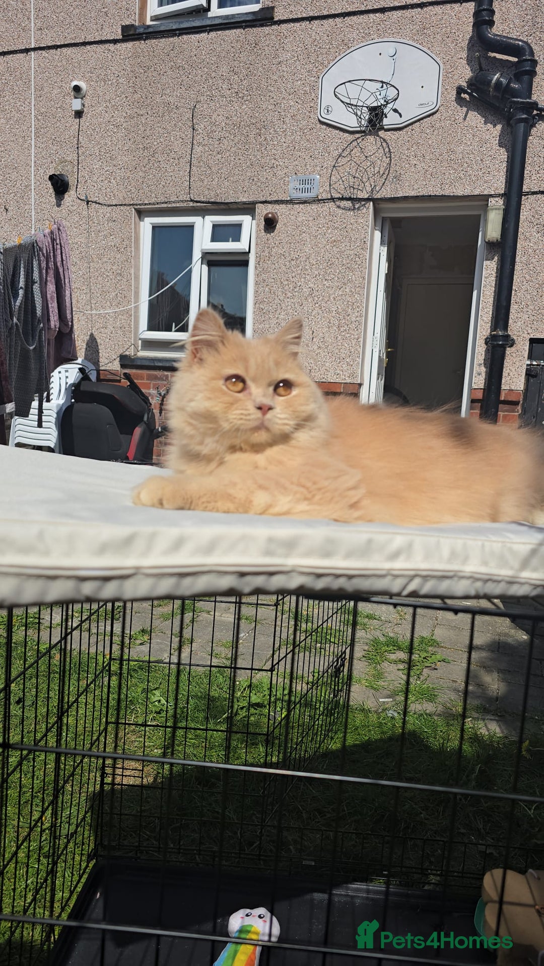 British Shorthair cats for sale: Beautiful Babies Available Ready To Leave - Image 18