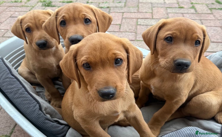 Labrador Retriever dogs - Advert 1