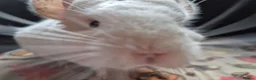 Chinchilla rodents for sale: A verity of Chinchillas rpa/rpac - Advert 32
