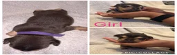 French Bulldog dogs for sale: 7 French Bulldogs - Advert 9