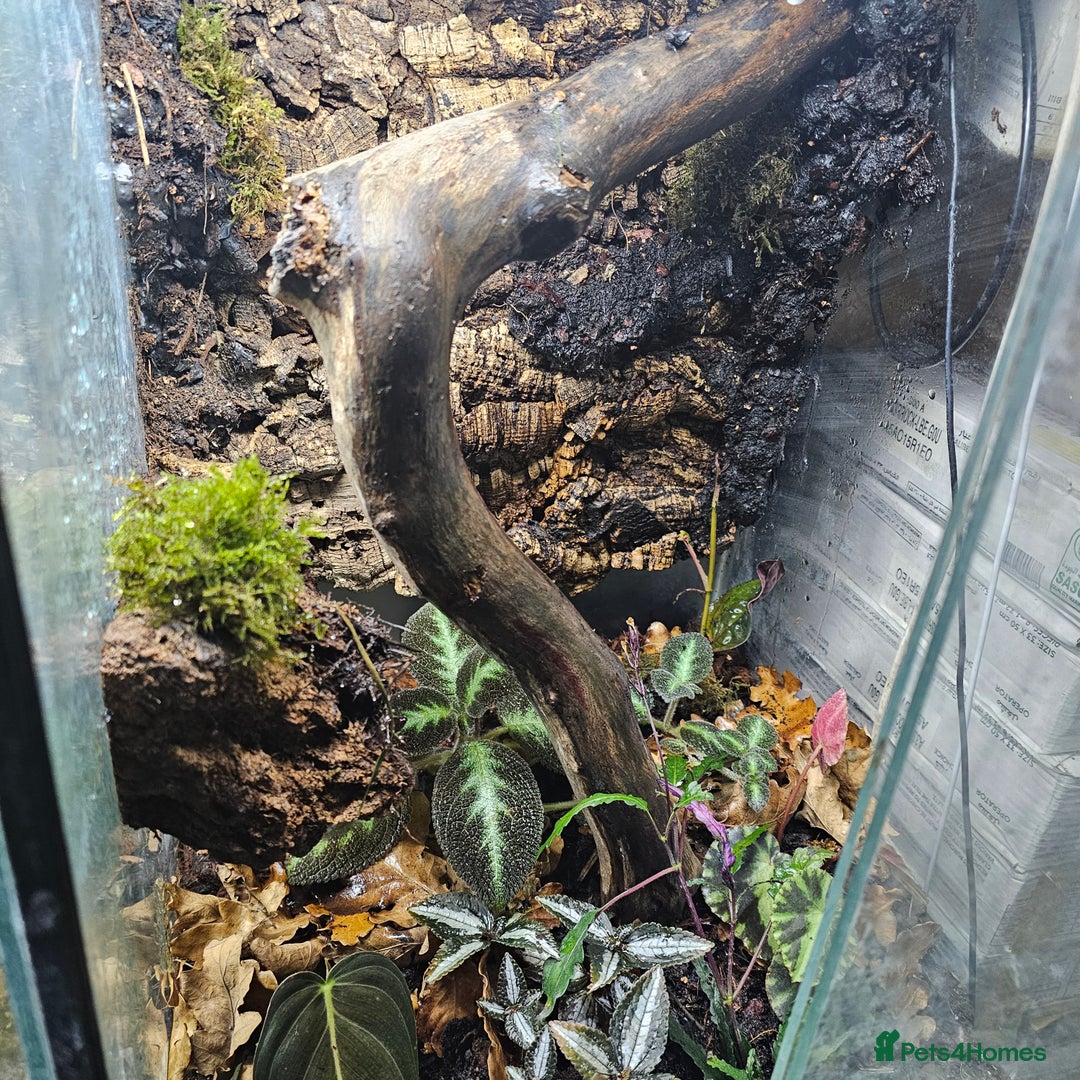 Frog reptiles for sale: Bioactive Planted 40×40×60cm Vivarium+2 dartfrogs  - Image 6