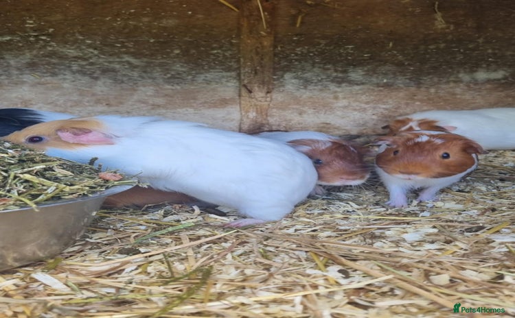 Guinea Pig rodents - Advert 2