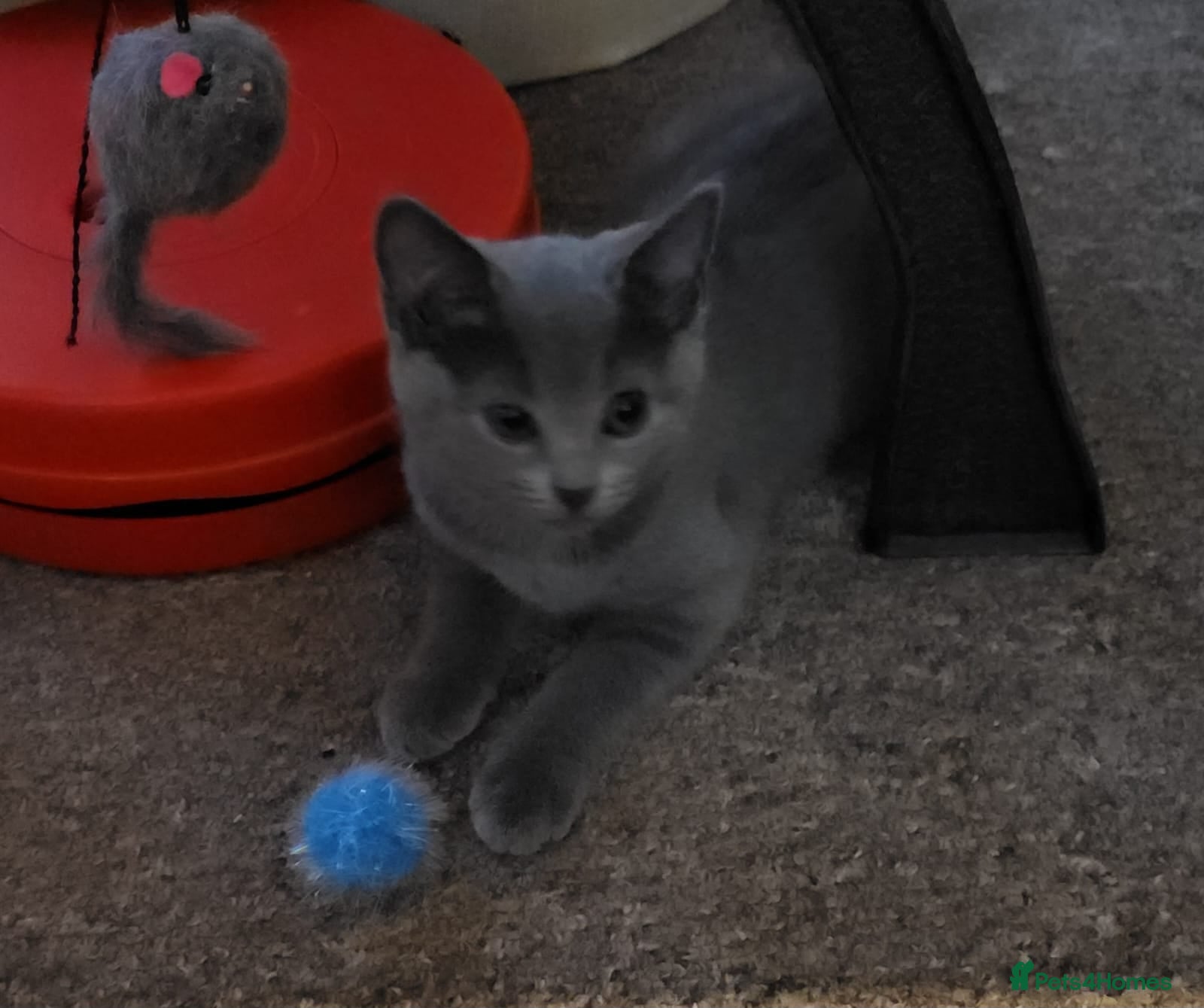 Russian Blue cats for sale: Pure Russian blue kittens. READY TO LEAVE  - Advert 3