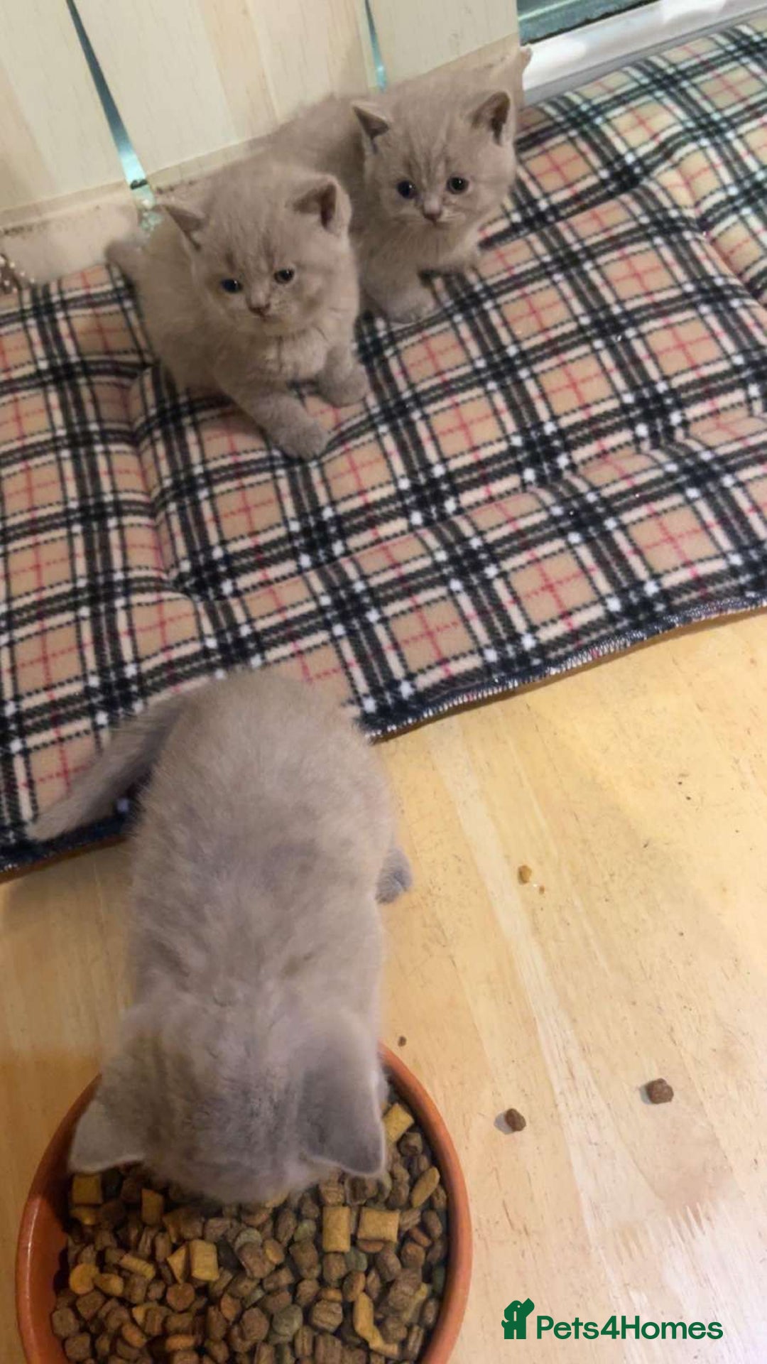 British Shorthair cats for sale: British Shorthair Kittens for Sale - Advert 4