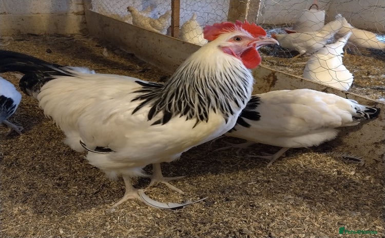 Chickens poultry - Advert 1