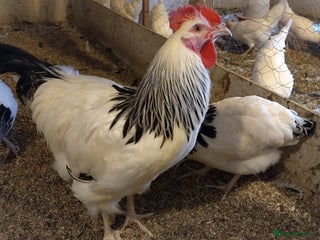 Chickens poultry - Advert 37