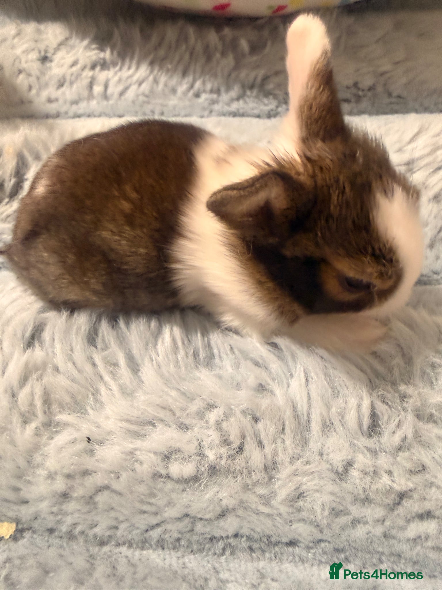 Mixed Breed rabbits for sale: Bunnies for sale - Advert 15