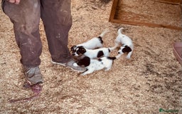 Jack Russell dogs for sale: Gorgeous Jack Russell puppies  - Image 11