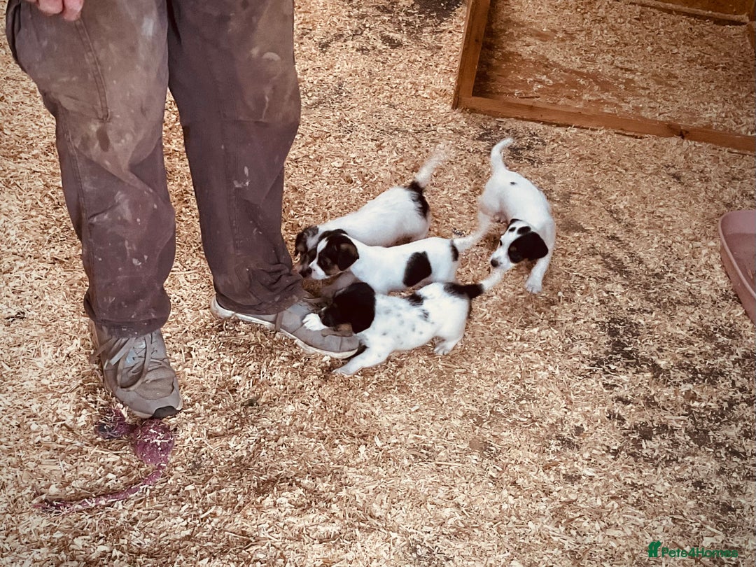 Jack Russell dogs for sale: Gorgeous Jack Russell puppies  - Image 11