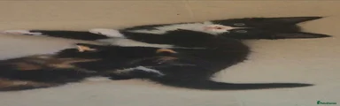Tuxedo: black and white shorts haired.