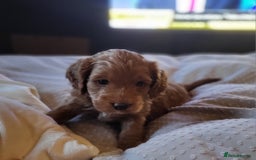 Sproodle dogs for sale: Sproodle puppies - Image 1