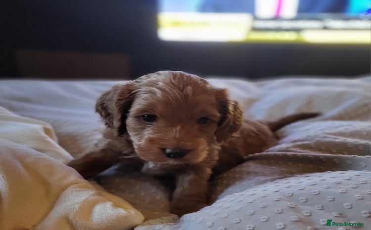 Sproodle dogs - Advert 1