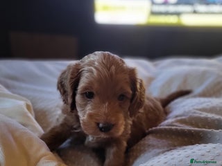 Sproodle dogs - Advert 1