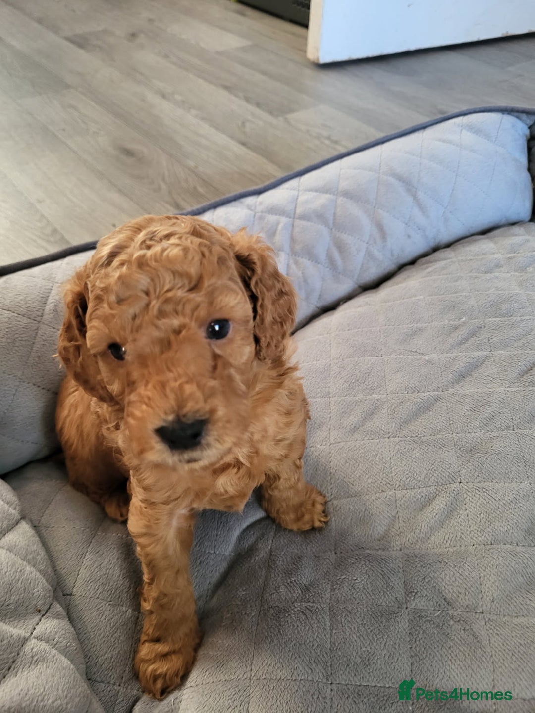 Cockapoo dogs for sale: 1 LEFT Toy f1b cokapoos🐶🐶 - Advert 33