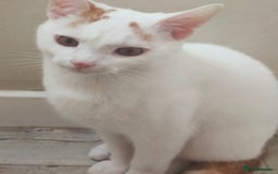Turkish Van cats for sale: Turkish van male kitten  - Image 3