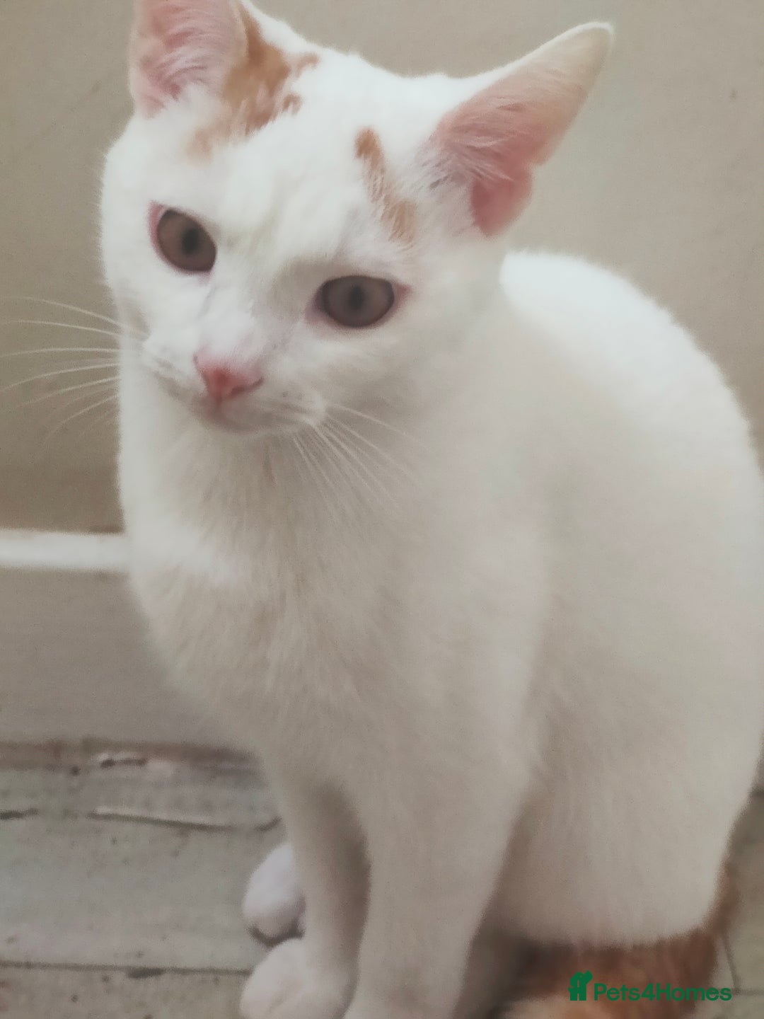 Turkish Van cats for sale: Turkish van male kitten  - Image 3