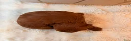 Cockapoo dogs for sale: ** RARE MAHOGANY RED F1 TOY COCKAPOO PUPS ** - Advert 5