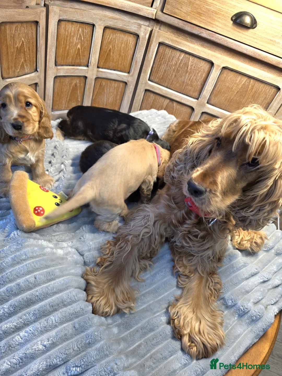 Cocker Spaniel dogs for sale: Show Cocker Spaniels - Advert 16