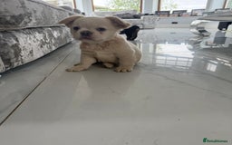 French Bulldog dogs for sale: French bulldog puppies  - Image 7