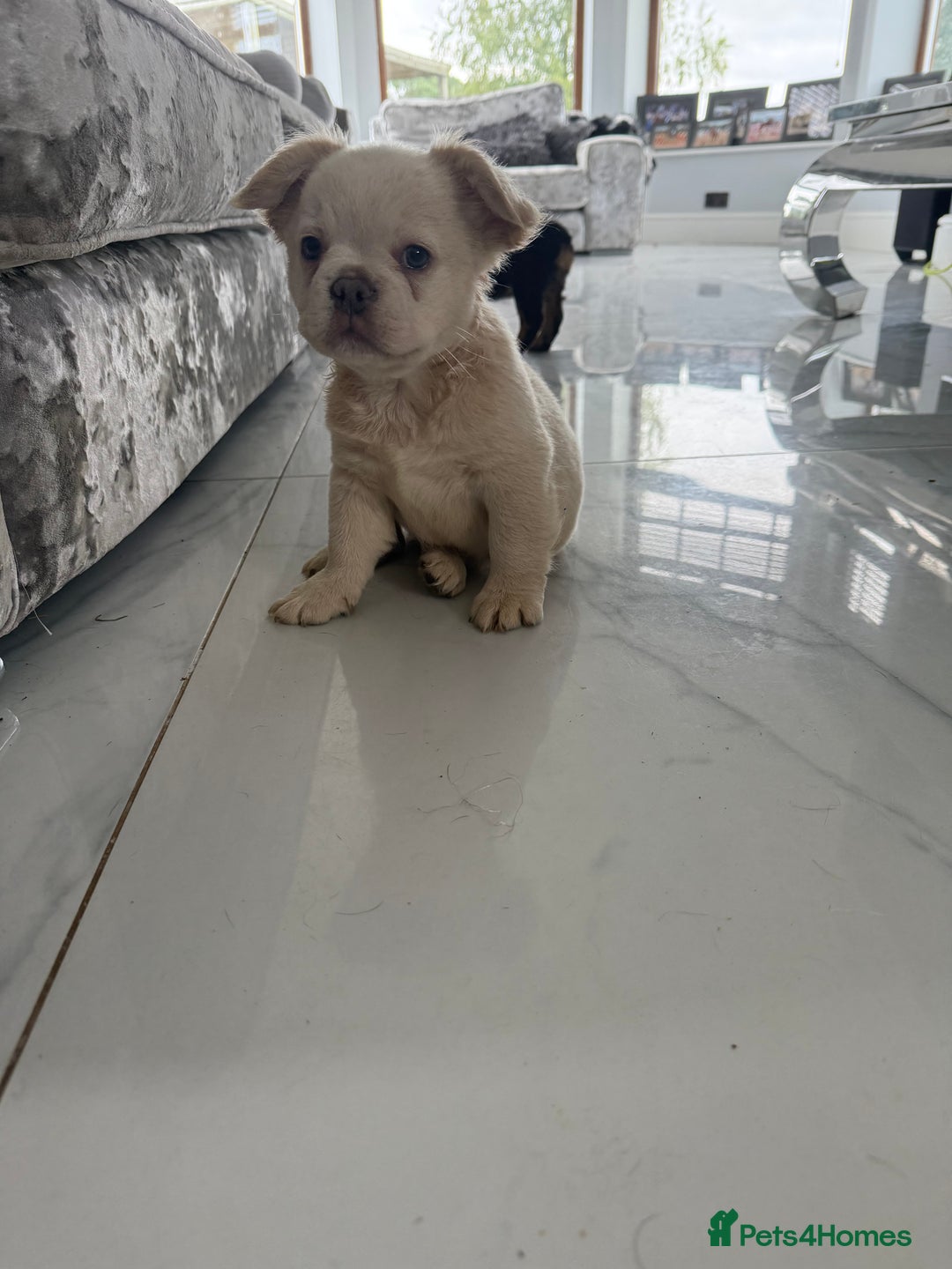 French Bulldog dogs for sale: French bulldog puppies  - Image 7