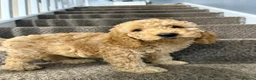 Cockapoo dogs for sale: Three beautiful cockapoo puppies  in Llanelli - Advert 9