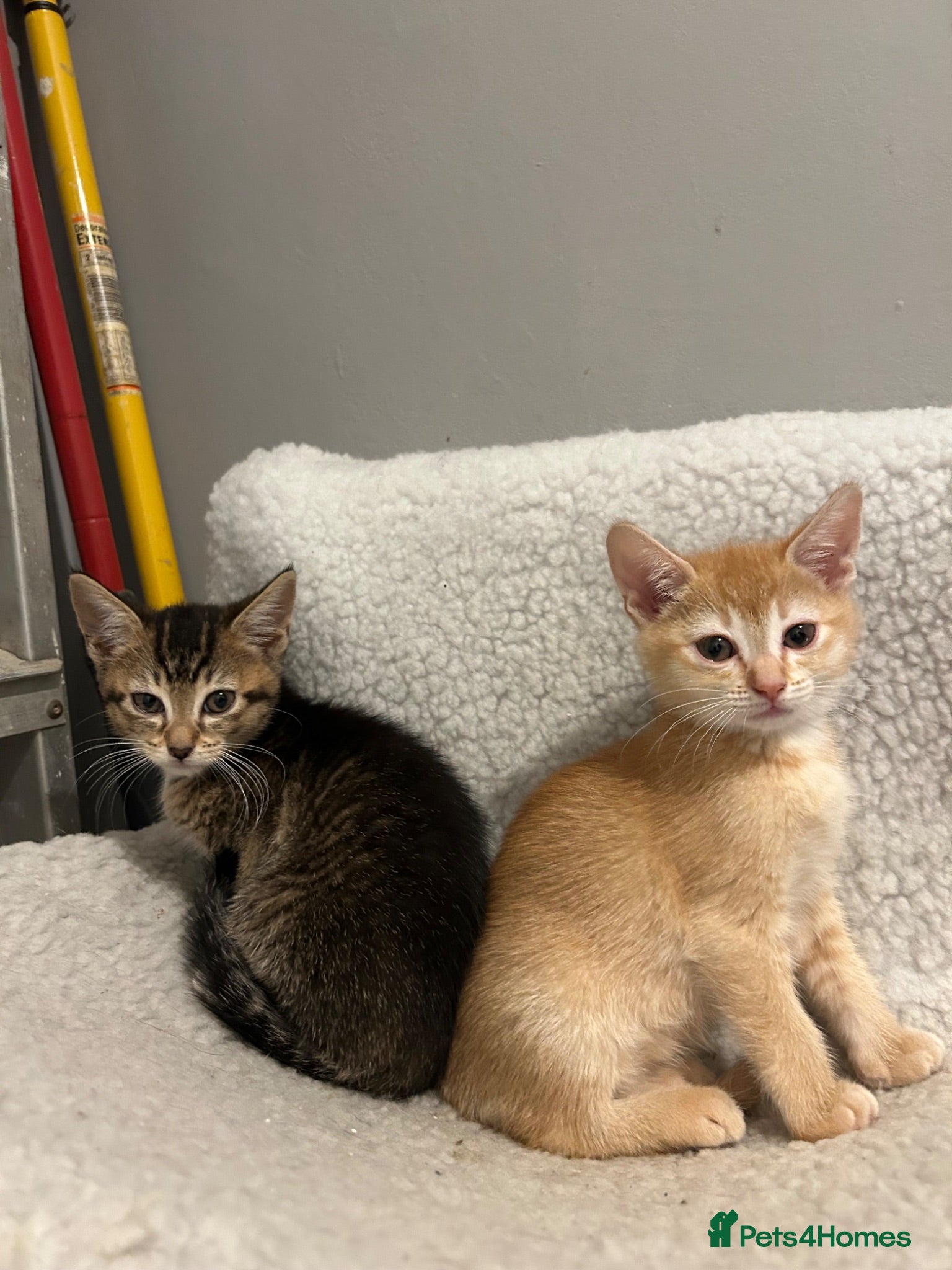 Mixed Breed cats 🚨3 STUNNING GIRLS URGENTLY NEEDING HOMES🚨 - Advert 1