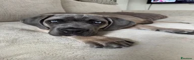 Cane Corso 3