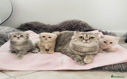 Scottish Fold cats for sale: Adorable Kittens Ready For New Home - Image 23