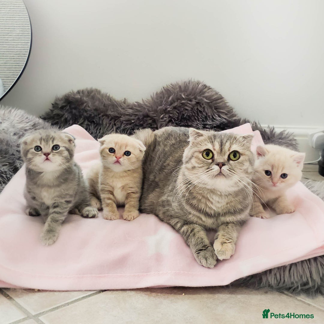 Scottish Fold cats for sale: Adorable Kittens Ready For New Home - Image 23