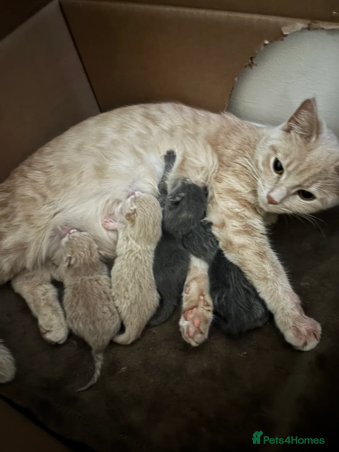 Mixed Breed cats for sale: 1/4 mainecoon grey female - Advert 4