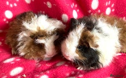 Guinea Pig rodents for sale: Pure bred Texel Baby Boars. - Image 5